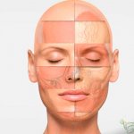 Facial anatomy for cosmetologists