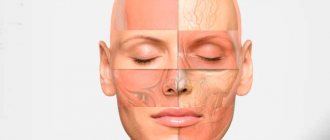 Анатомия лица для косметологов