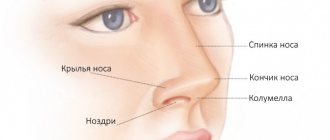 Анатомия видимой части носа