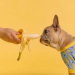 banana and dog