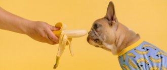 банан и собака