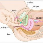 Is there a G spot in the vagina?