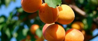 Apricot plant