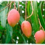Mango fruit plant