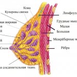 Строение и анатомия женской молочной железы