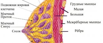 Structure and anatomy of the female breast
