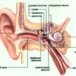 The auricle is the visible part of the human hearing organ.