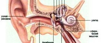 Ушная раковина – видимая часть органа слуха человека