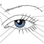 Eyelids structure