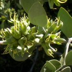 ветка Simmondsia chinensis